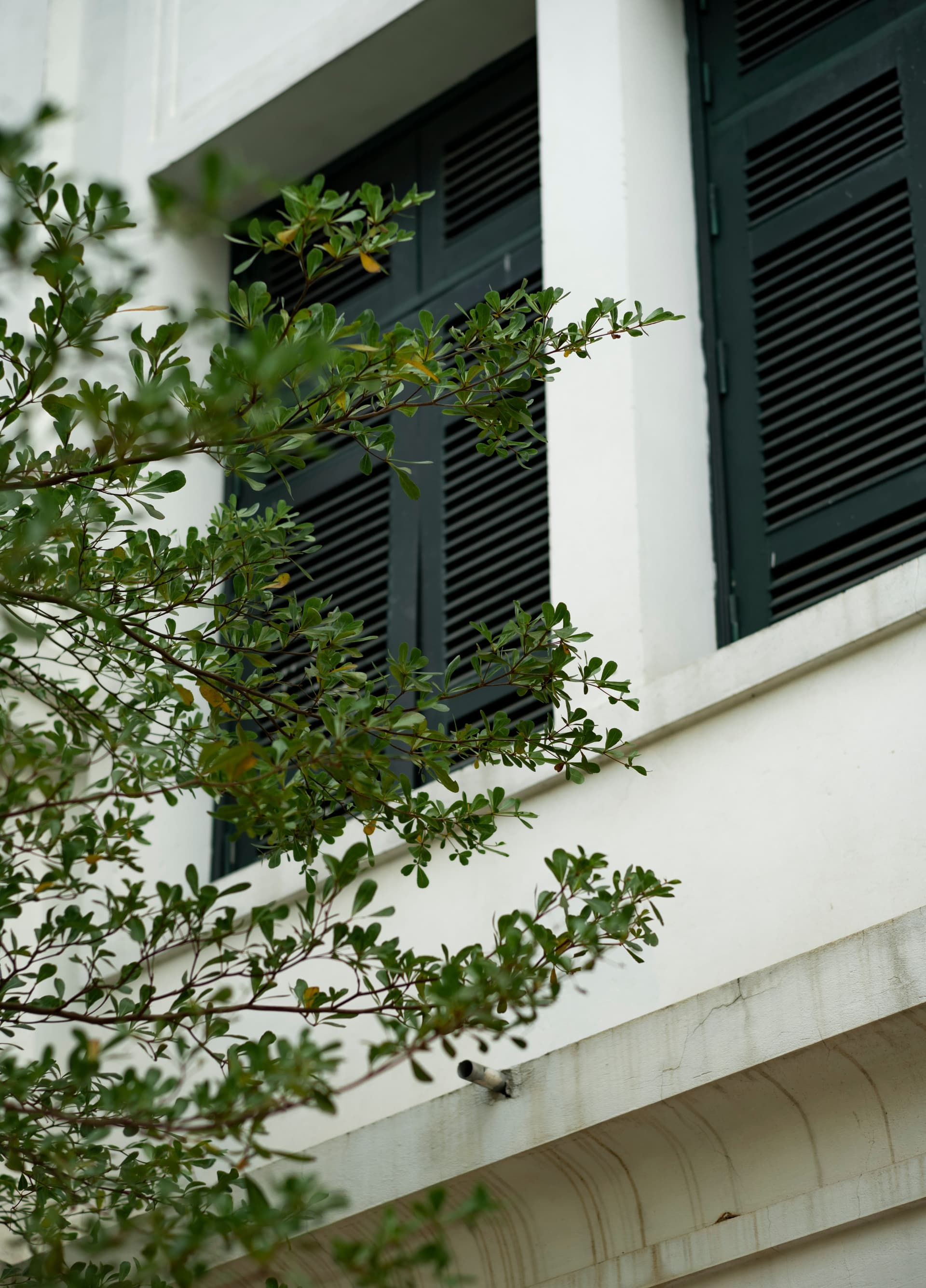Shutter Supply & Installation